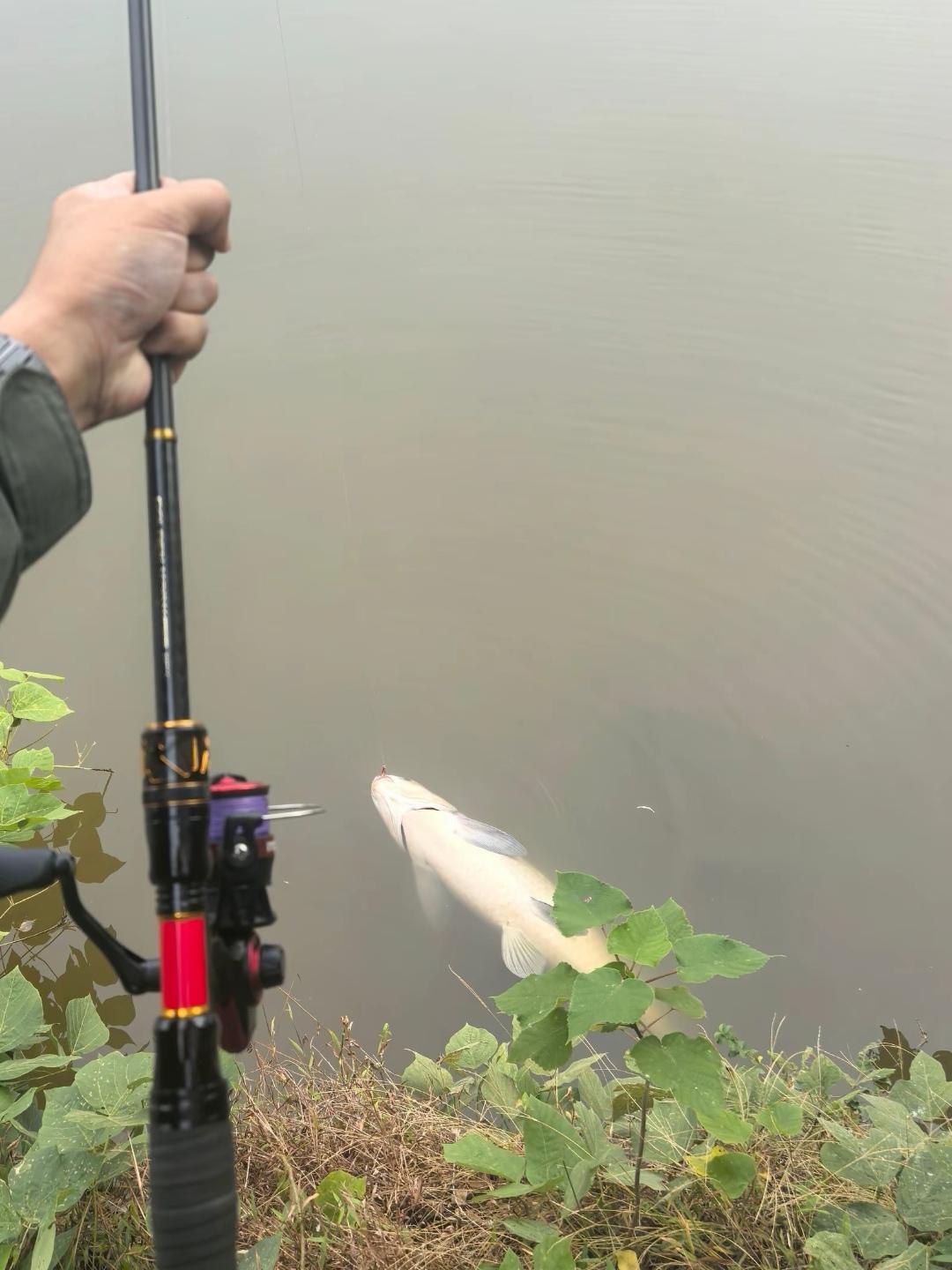 微物伸缩竿搏大鱼再创新纪录！微物竿，并不是只能“钓微物”😎 野牛金角...