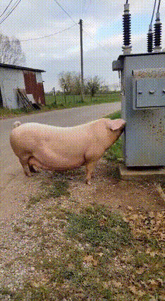 千年挂件烦死了 