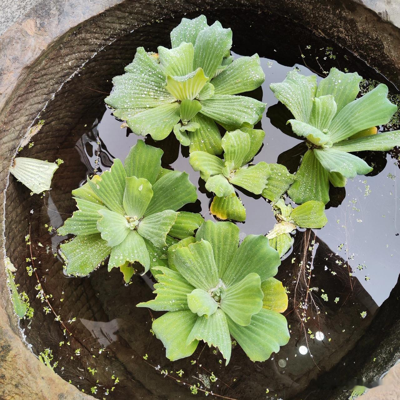 这是2022年的，那年的头条收益确实有点让人怀疑能持续多久。这收益符合当时的情况