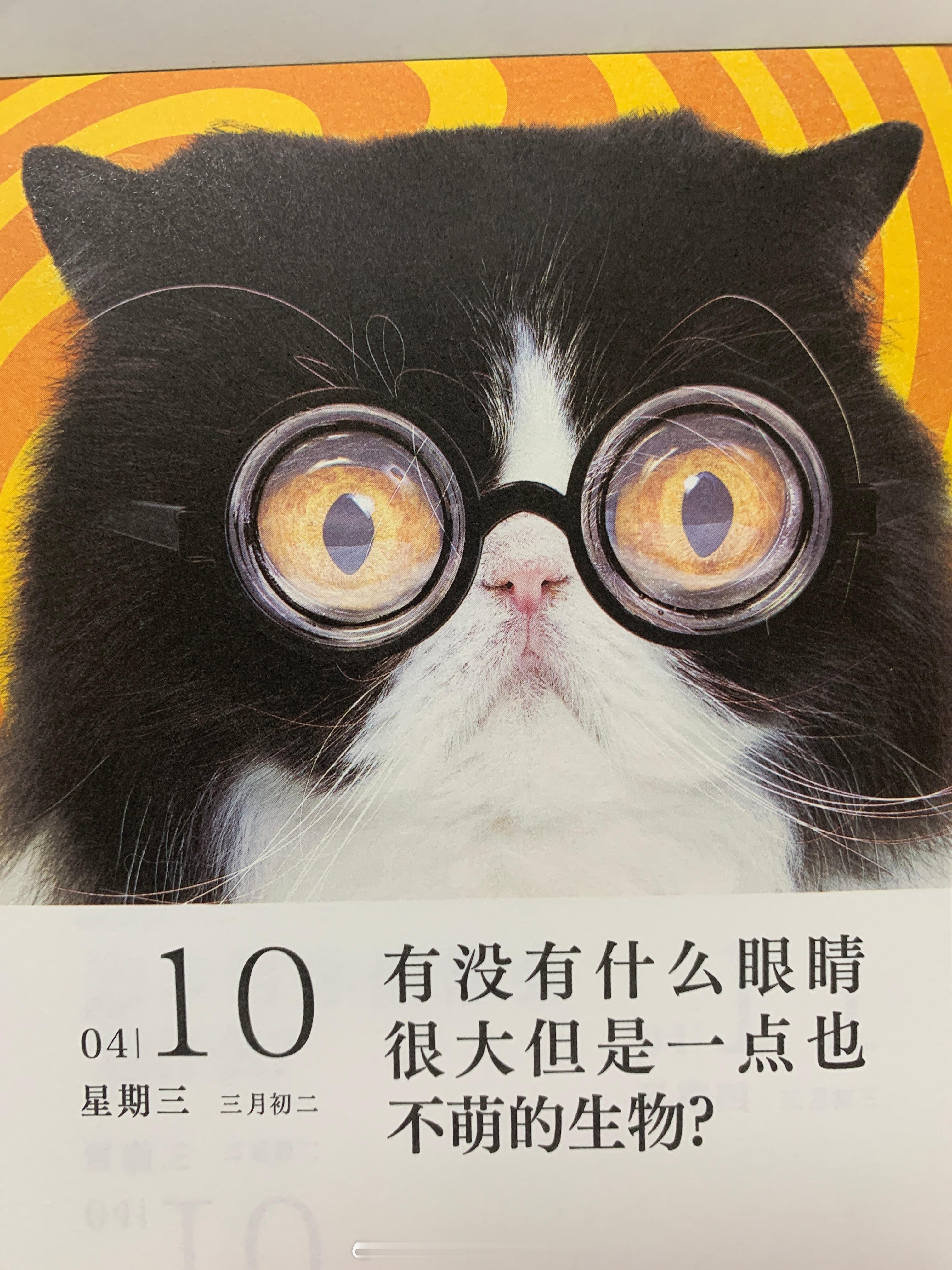 朋友们早～（你觉得猫是最可爱的生物嘛） ​​​