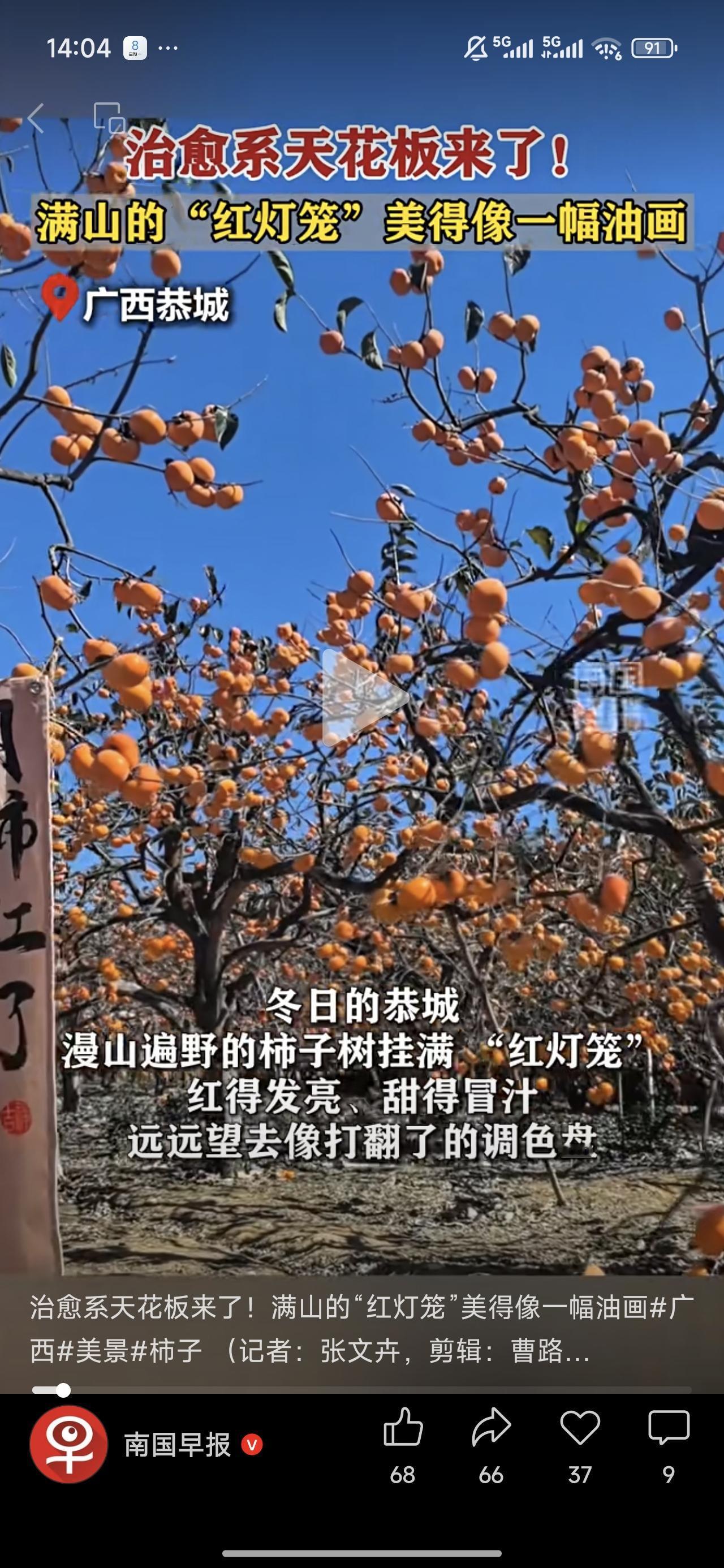 满树金黄，美如画！
一年四季瓜果飘香，
广西“含果量”确实很高！
广西应季果