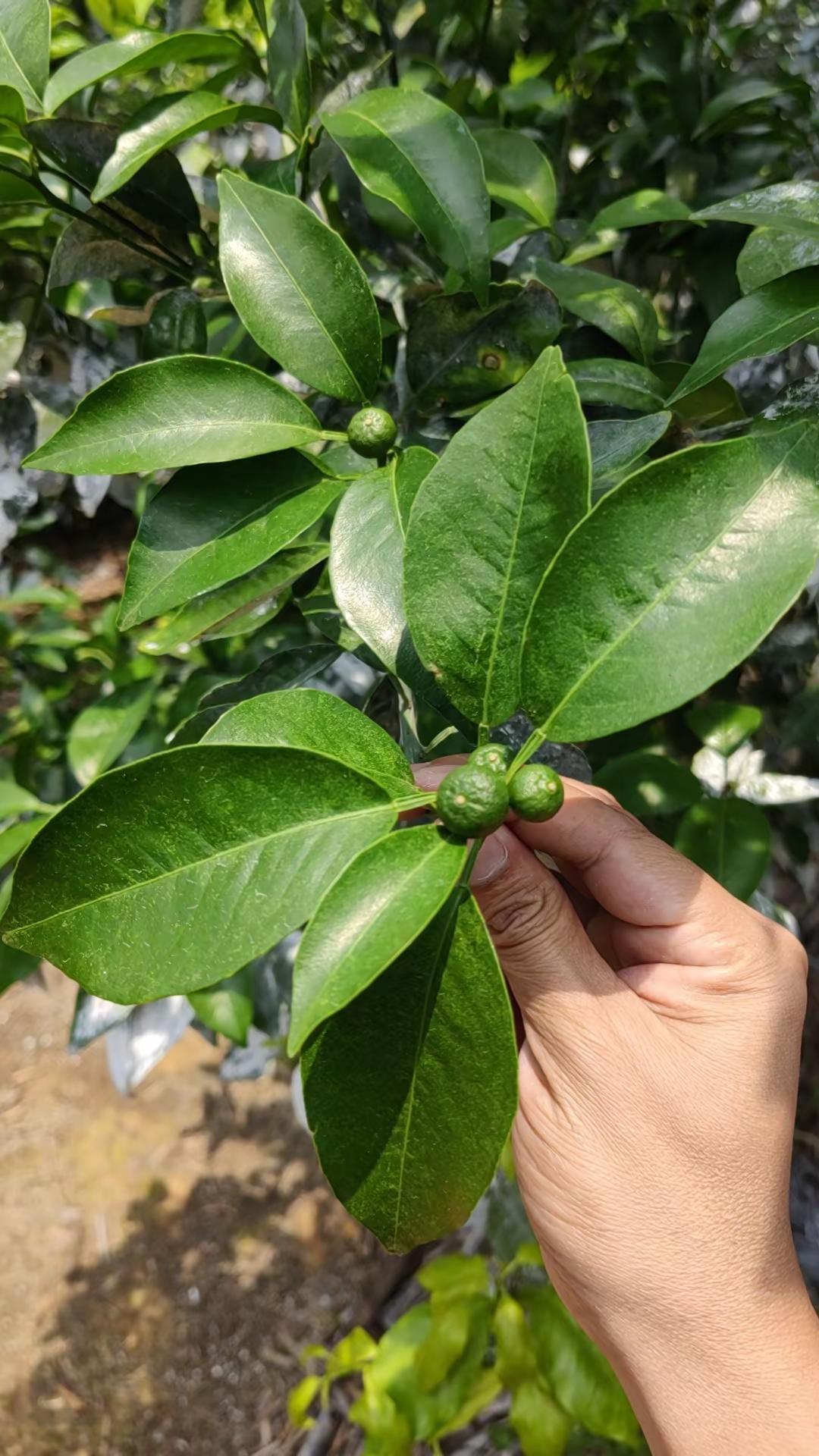 最悲哀的就是，红蜘蛛都上果了，都不能打药红蜘蛛大爆发，到处都是，该如何处理记录我