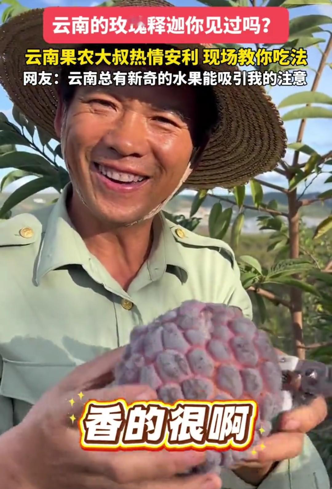 云南的玫瑰释迦果成熟了，你吃过吗？

一位云南大叔家里的玫瑰释迦果成熟了，热情的