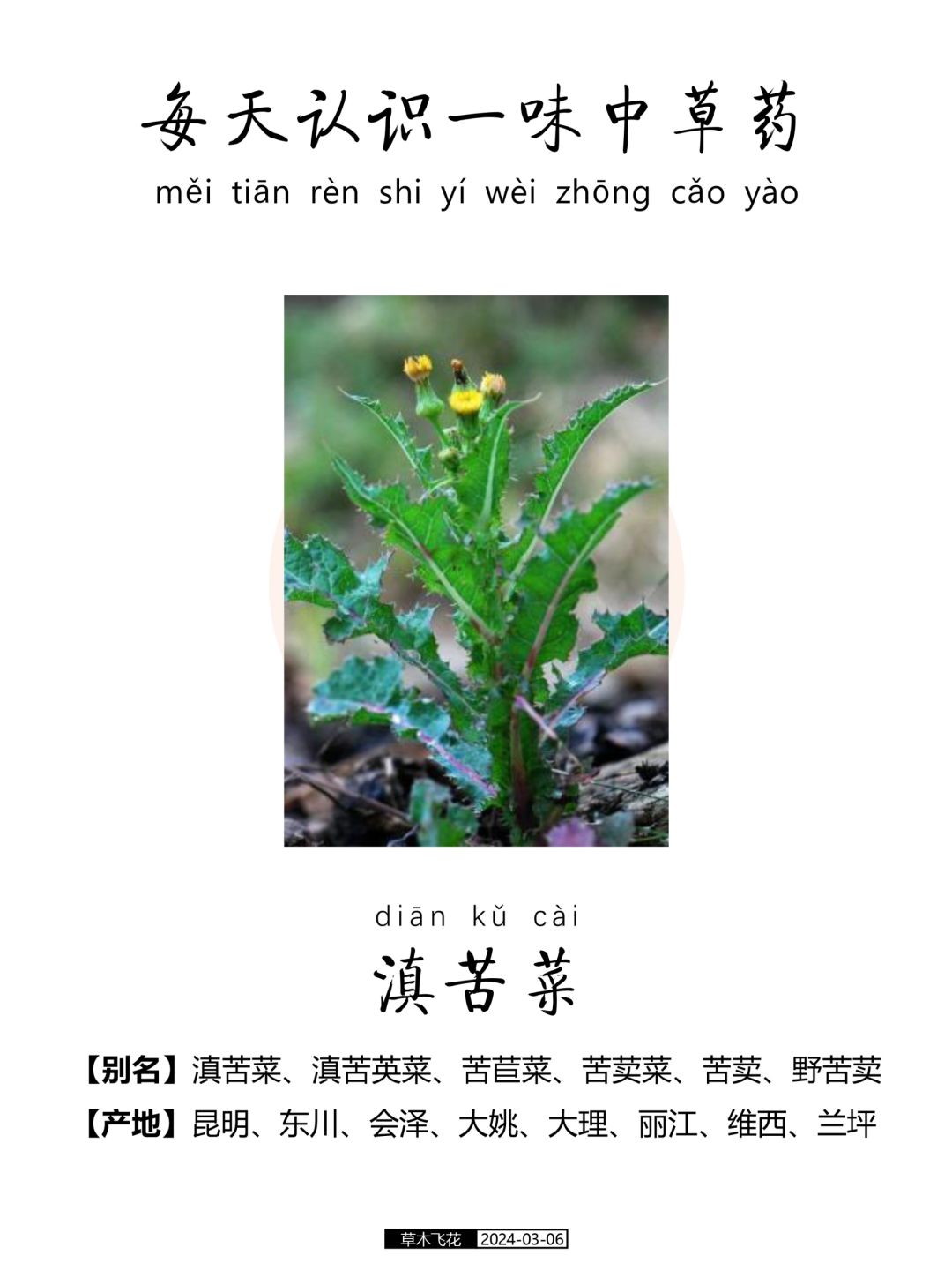 每天认识一味中草药-滇苦菜🍀