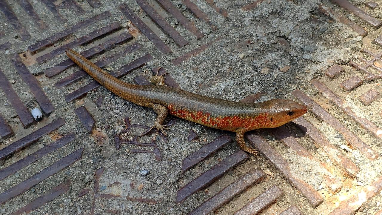 石龙子（动物们189）

中国石龙子，是石龙子科石龙子属爬行动物，别名有山龙子、