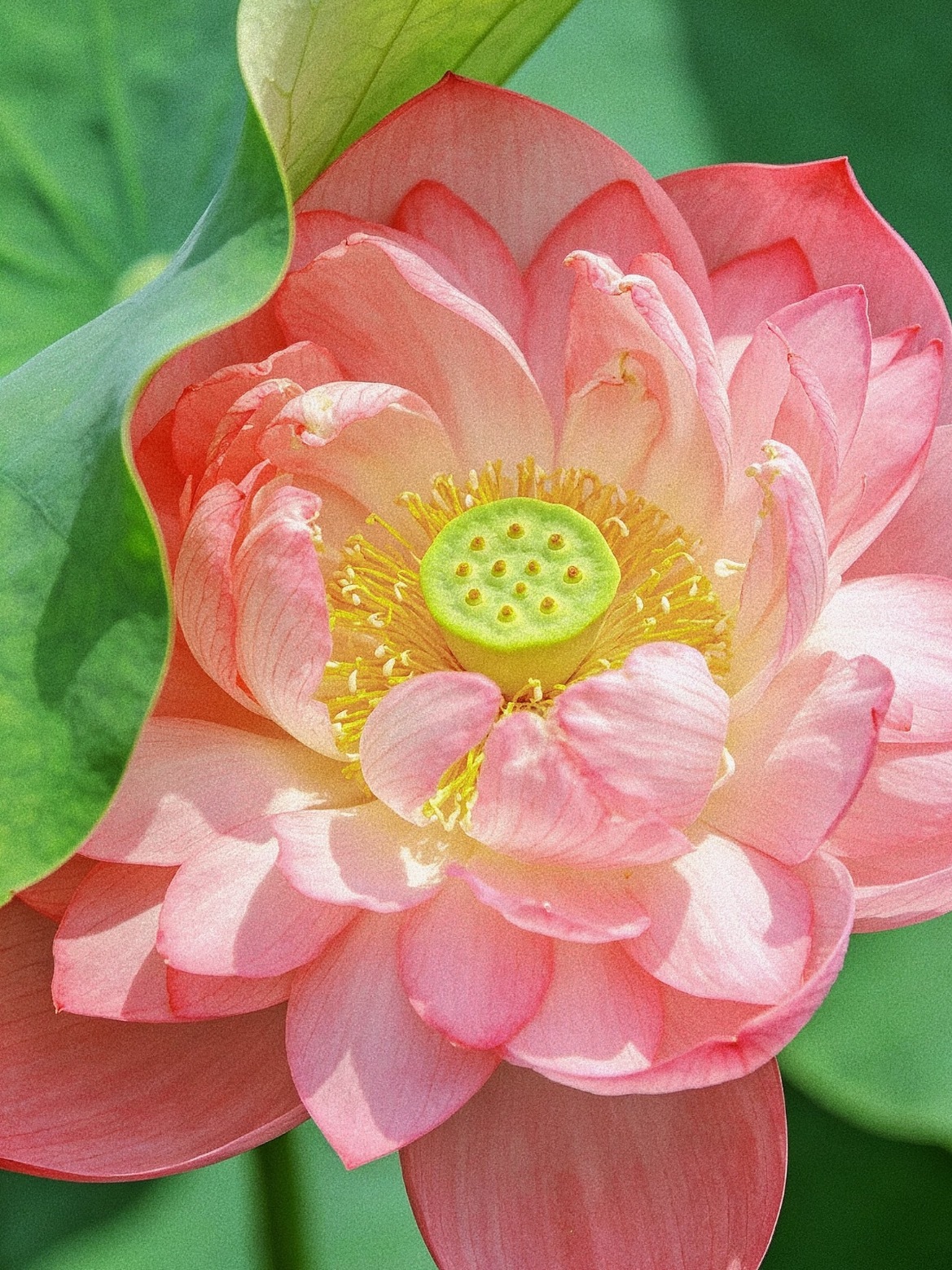 花开富贵来白海豚 上班
