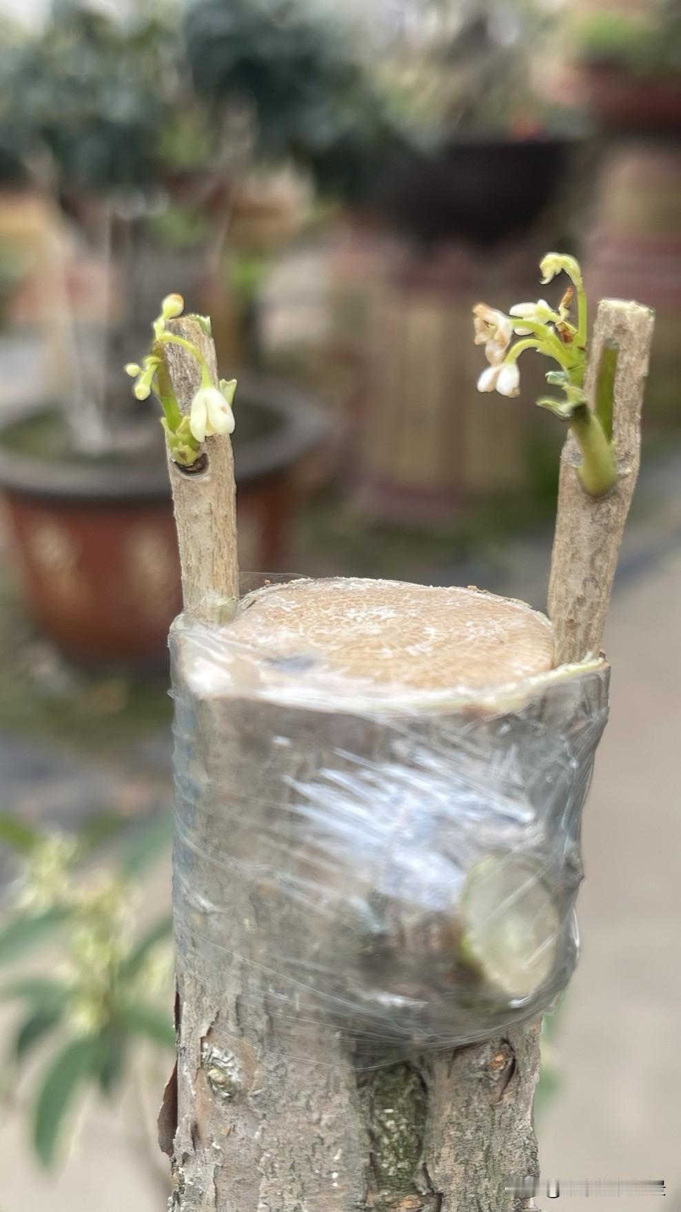 嫁接桂花几年能开花芽接的方法嫁接四季桂当年就开花，芽接的方式嫁接八月桂，四年才开