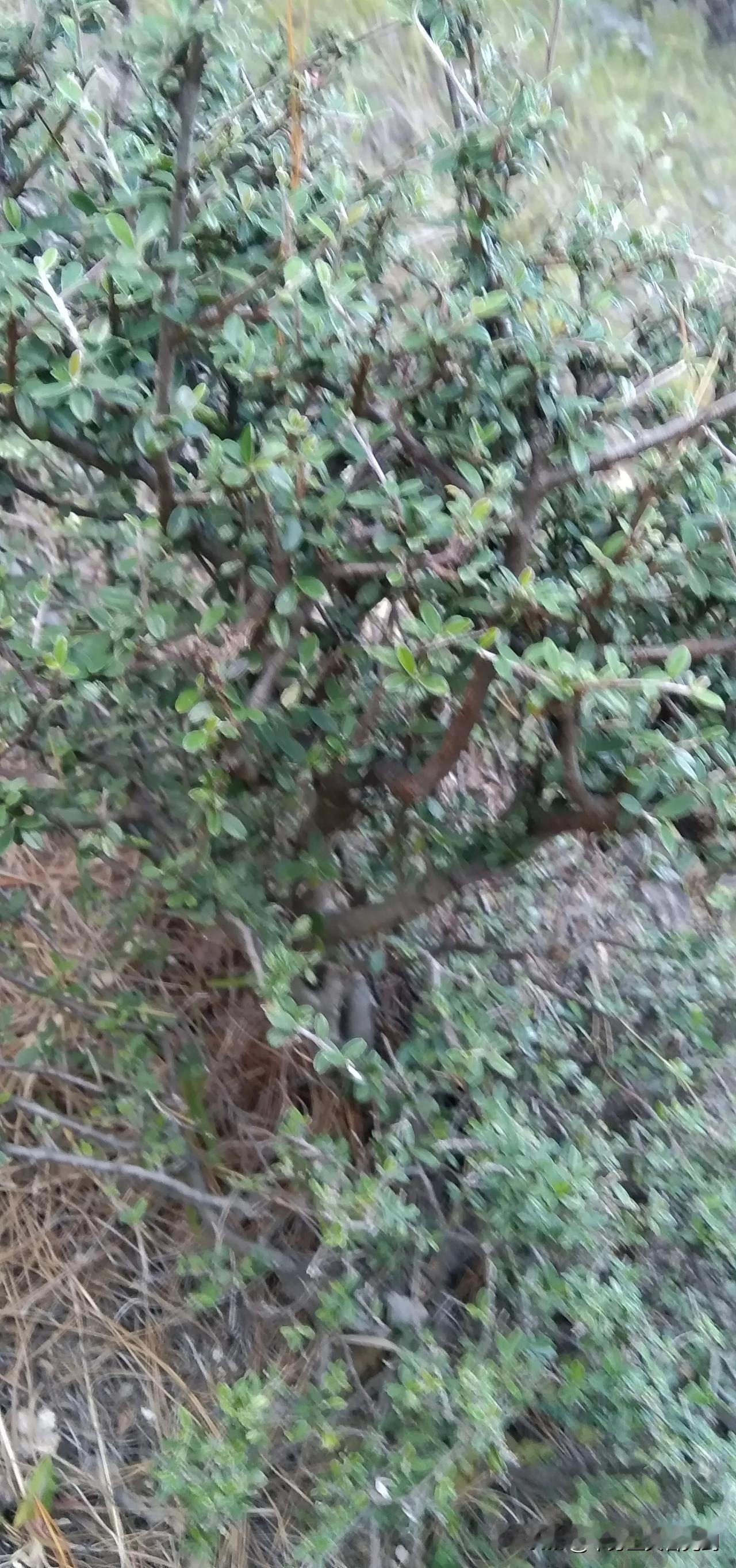 明年立春过后，把这棵树，挖回家做盆景，树桩也比较大的，又在路边上，也不高，主要是