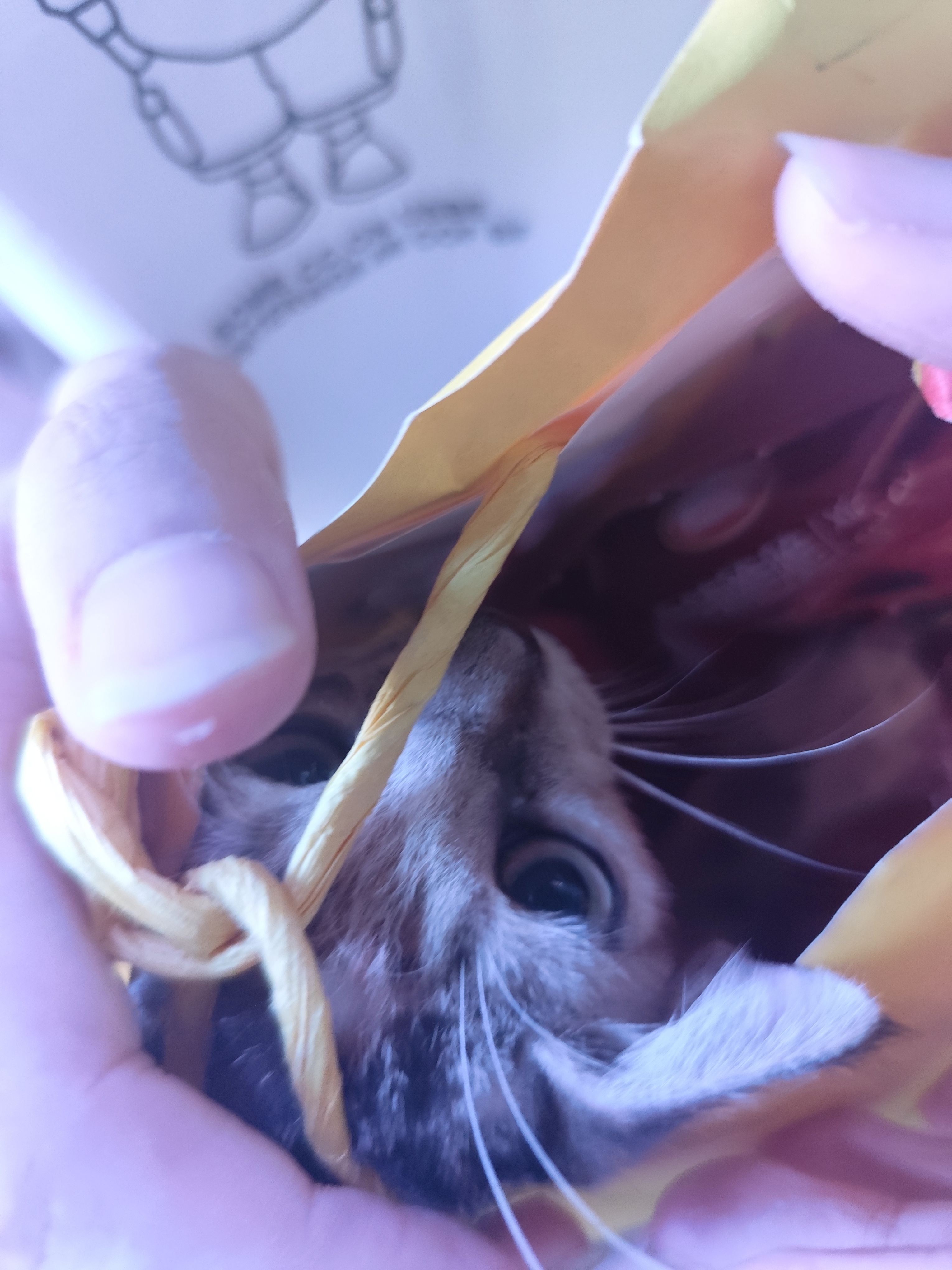 等车的时候旁边草丛有猫在叫，然后我弟把这只流浪猫捡走了我弟：给家里那只猫作伴刚开
