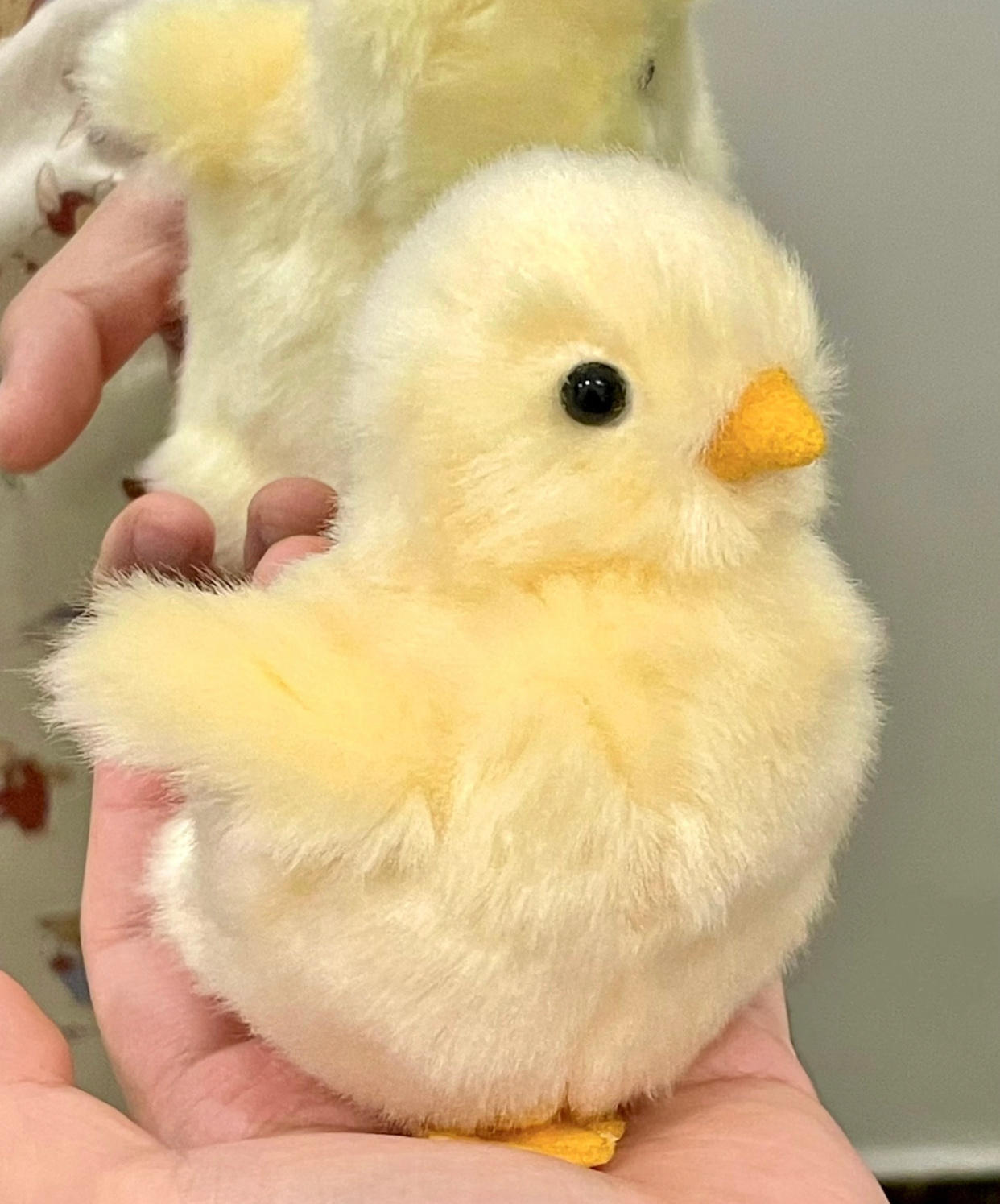 小🐣宝宝 
