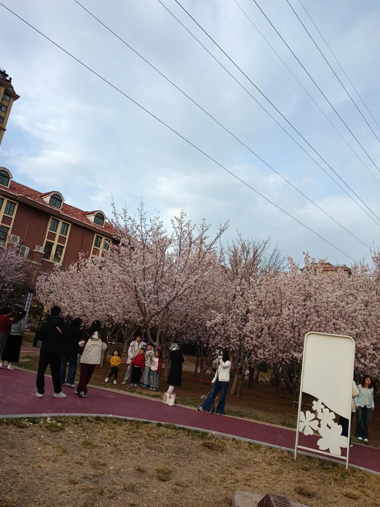 记大鹤壁樱花 鹤壁樱花园