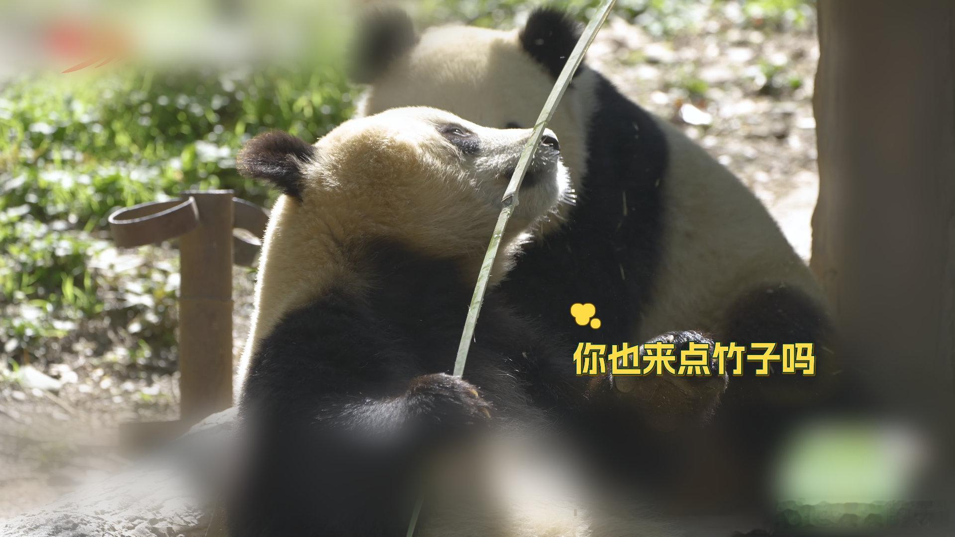 到汶川看超优雅的熊猫福凤 ⏰节目即将播放！福凤的硬核带娃史大公开——曾经自己还是