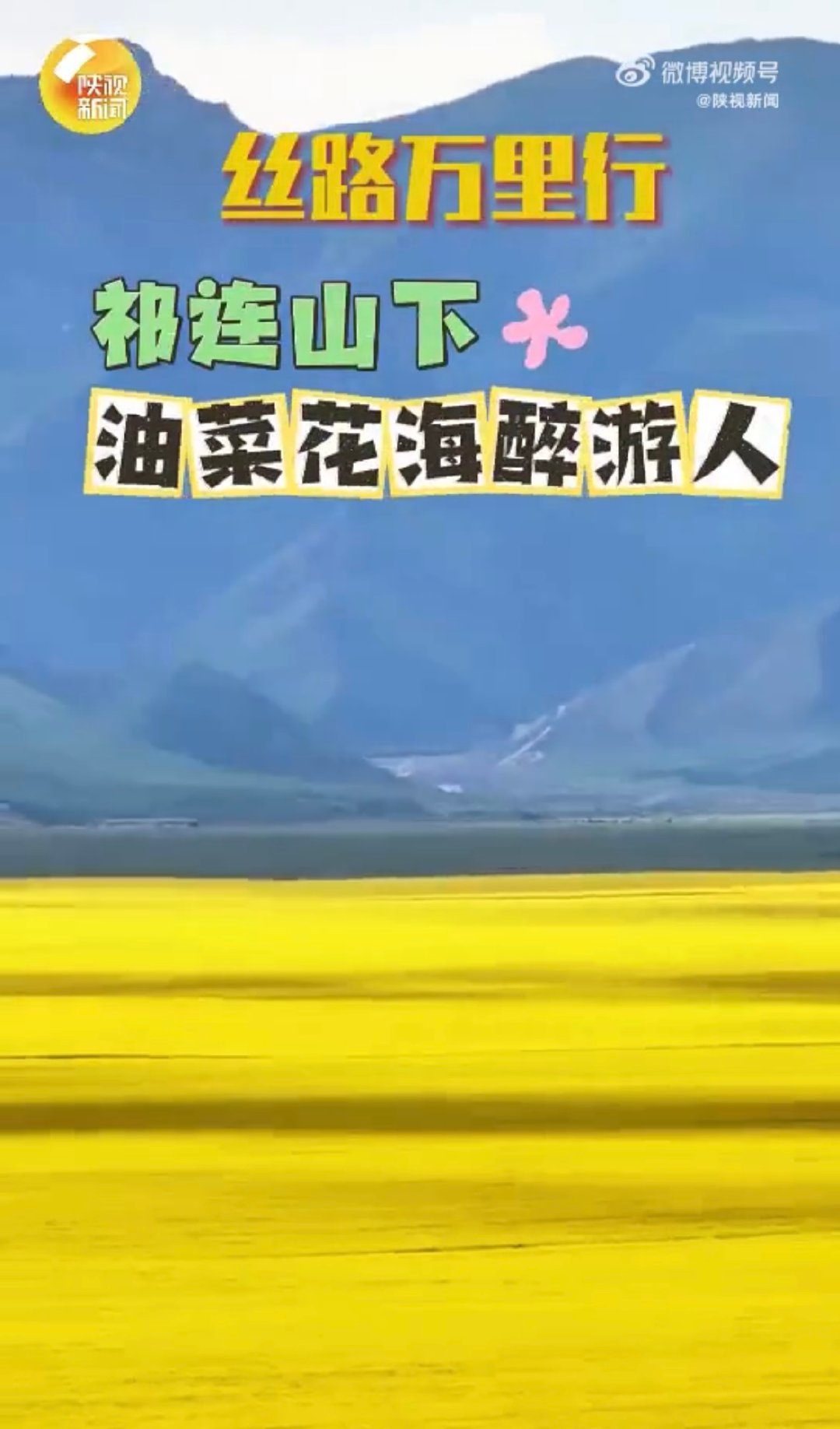 祁连山下油菜花海铺成金色地毯丝路万里一路向前 谁能拒绝祁连山下的油菜花海啊！像金