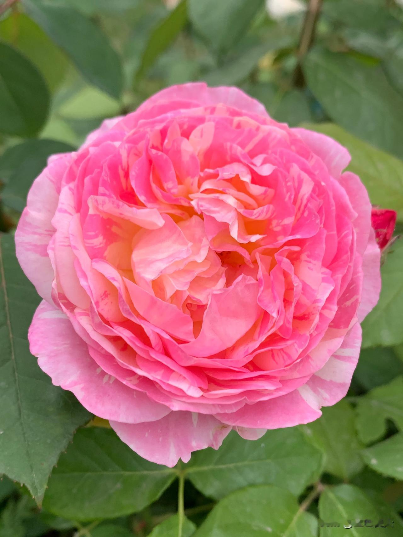 #晒晒随手拍的美丽花朵#