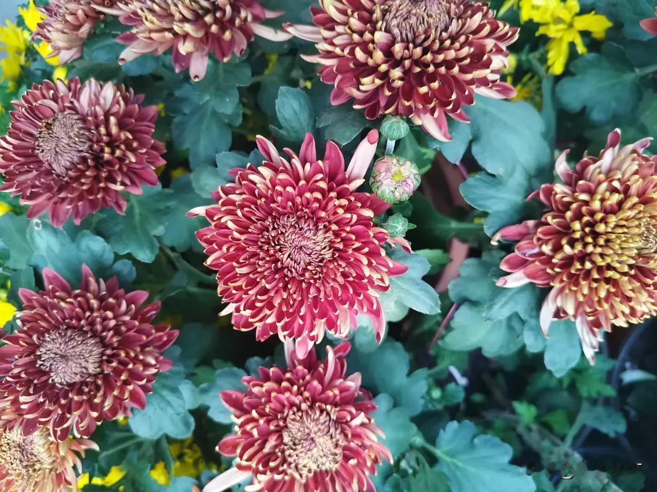 #上联：清茶一杯谈天下；期盼下联#
清茶一杯谈天下
志同道合谋事业