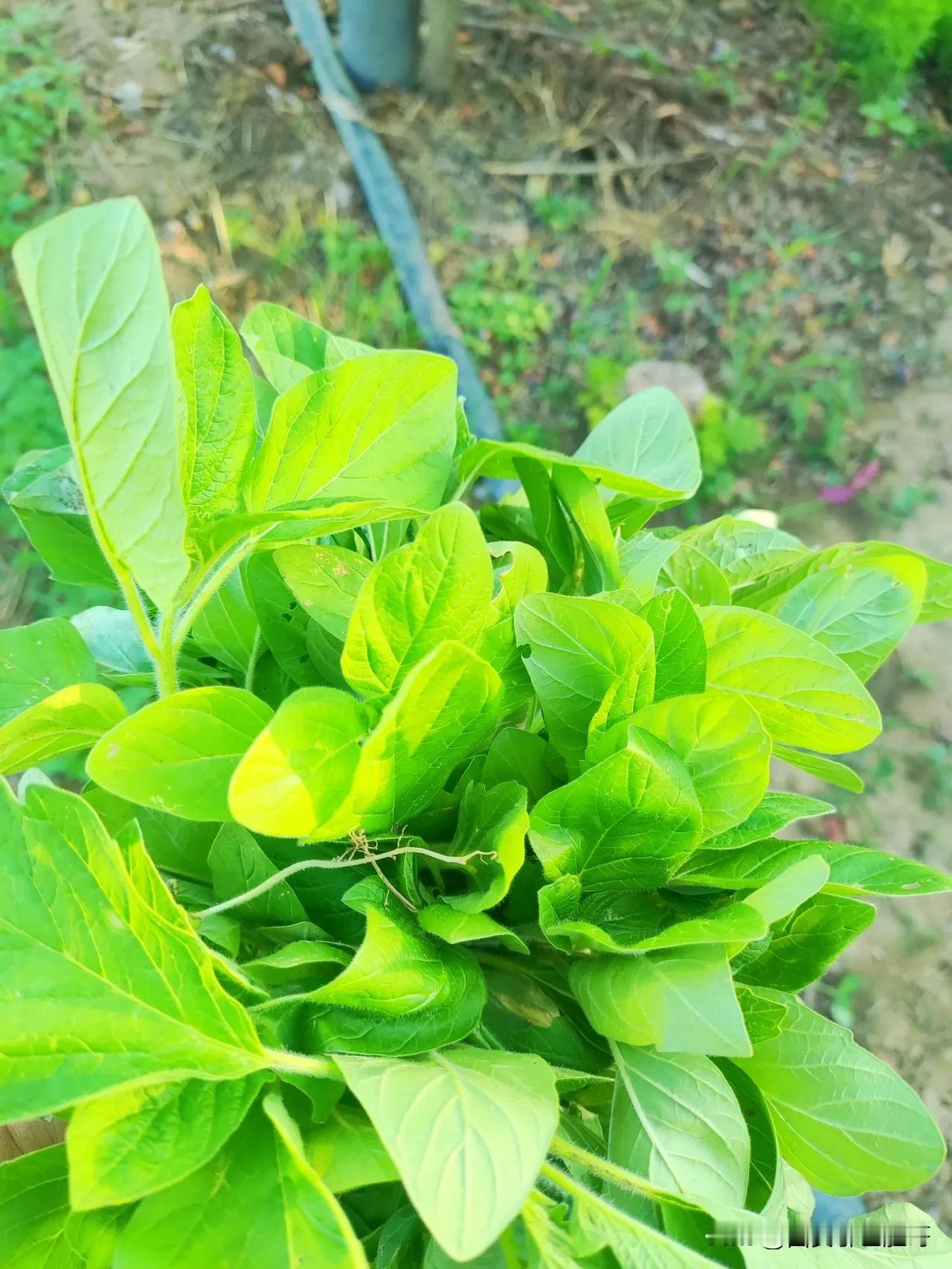 朋友给的菜说凉拌好吃，还真让人好奇是啥。常见适合凉拌的菜可不少。像黄瓜，切成薄片