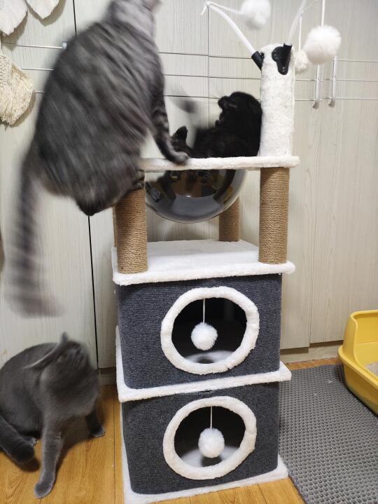 多猫家庭的日常……