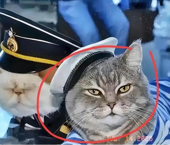 航母上为什么要养猫？是为了抓老鼠？那你就错了，现在航母上的猫可不是为了抓老鼠，而