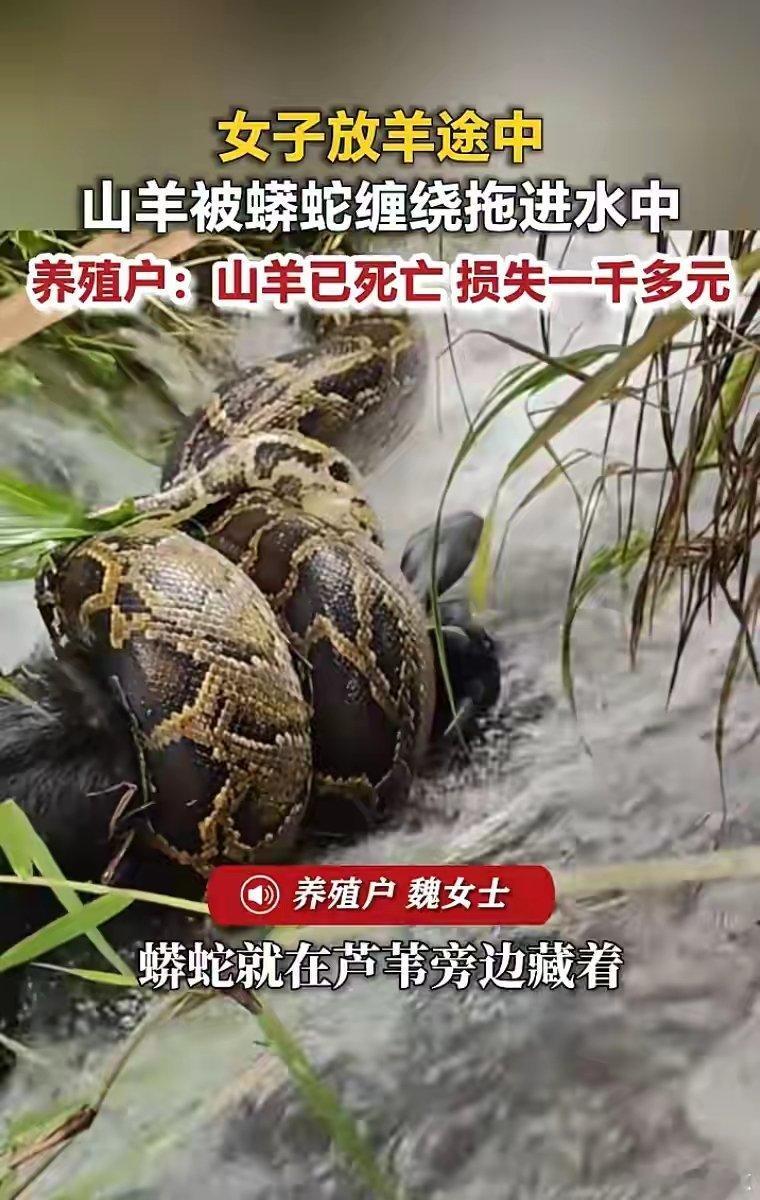 福建莆田一女子放羊途中，一只40多斤的山羊被蟒蛇缠住拖进水中，当事人：蟒蛇目测有