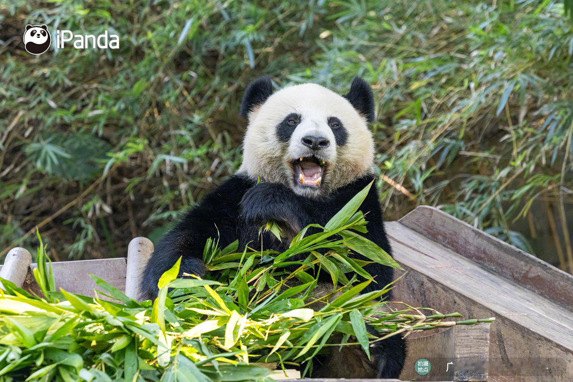 ⊂˶ᵔᵕᵔ˶⊃你看我可不可爱，想不想把我宠坏✨大熊猫婷仔熊猫趣图