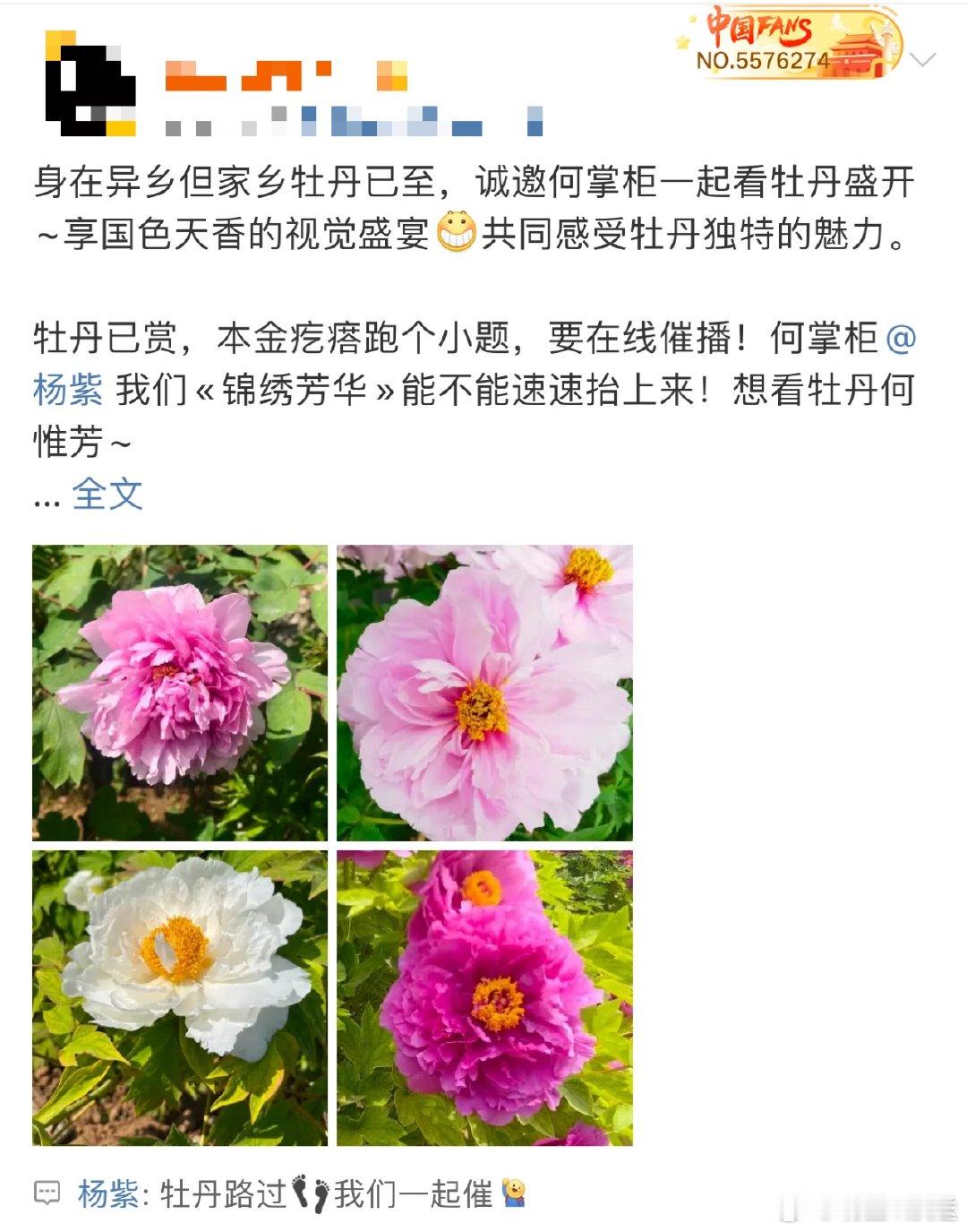 杨紫也在催锦绣芳华杨紫和粉丝一起催锦绣芳华 何惟芳在线催促《锦绣芳华》！想和何掌