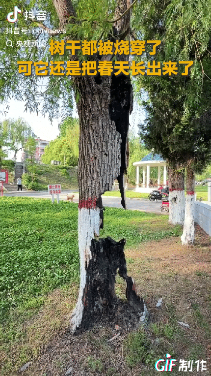 “这棵树火上央视了！”一河南网友偶遇到一棵奇特造型的树，这棵树没有磅礴的身躯，内