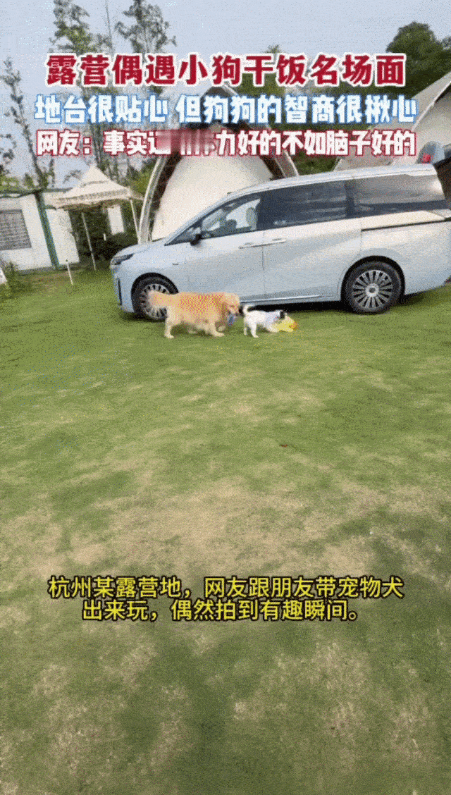 杭州露营地里金毛智商上大分杭州的狗子精神状态有点说法 小狗：猛猛蹦迪，金毛：优雅