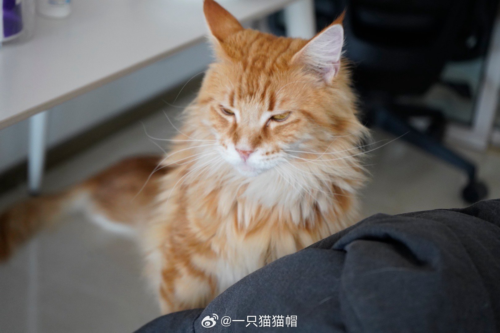 放点🍊 
