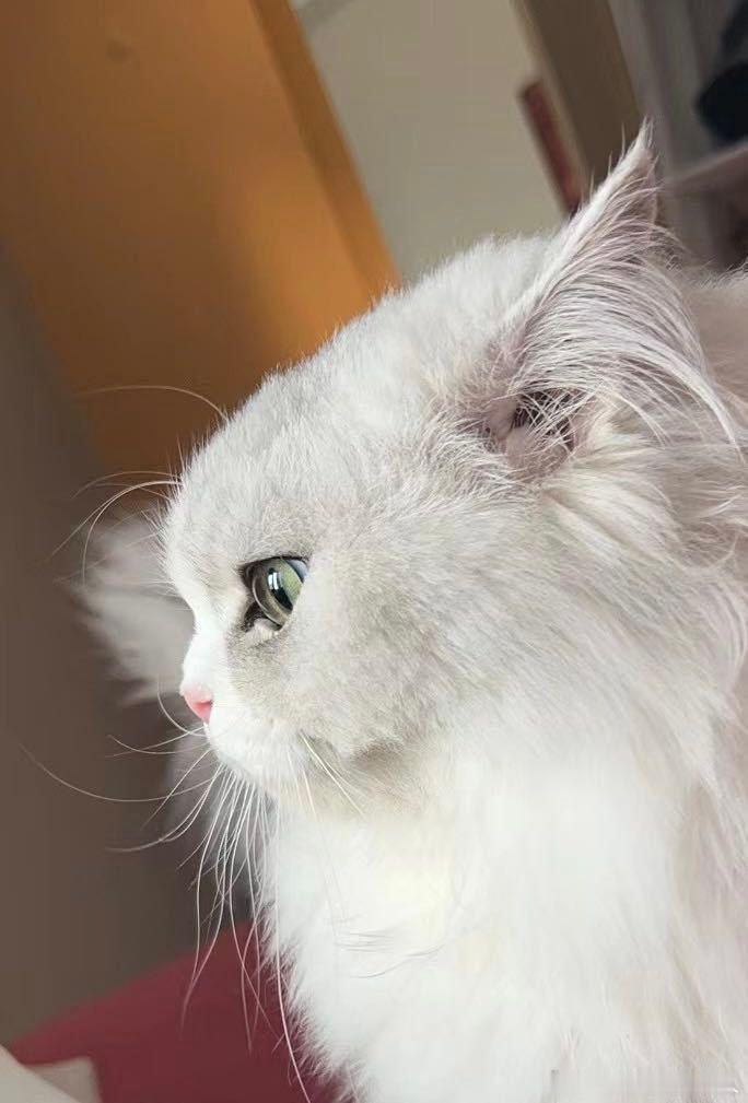 不丢平头小丢😺 