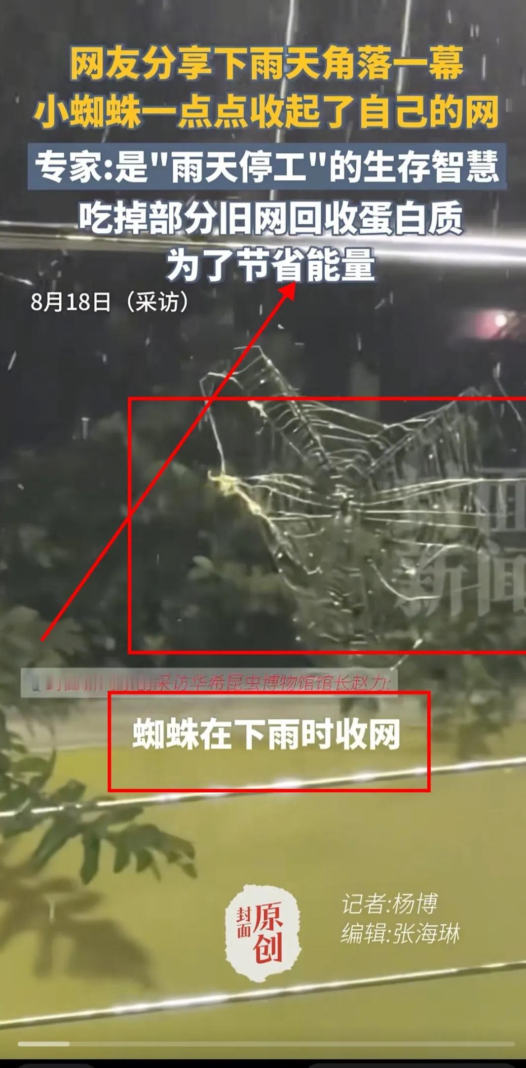 太震惊了：原来 “蜘蛛会收网”

辽宁一女子家里突降大雨，她在关窗时候竟然发现窗