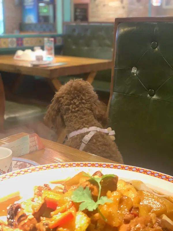人狗同桌吃饭的餐厅，我是真接受不了。之前上海有家餐厅就推出这服务，定制宠物菜单，