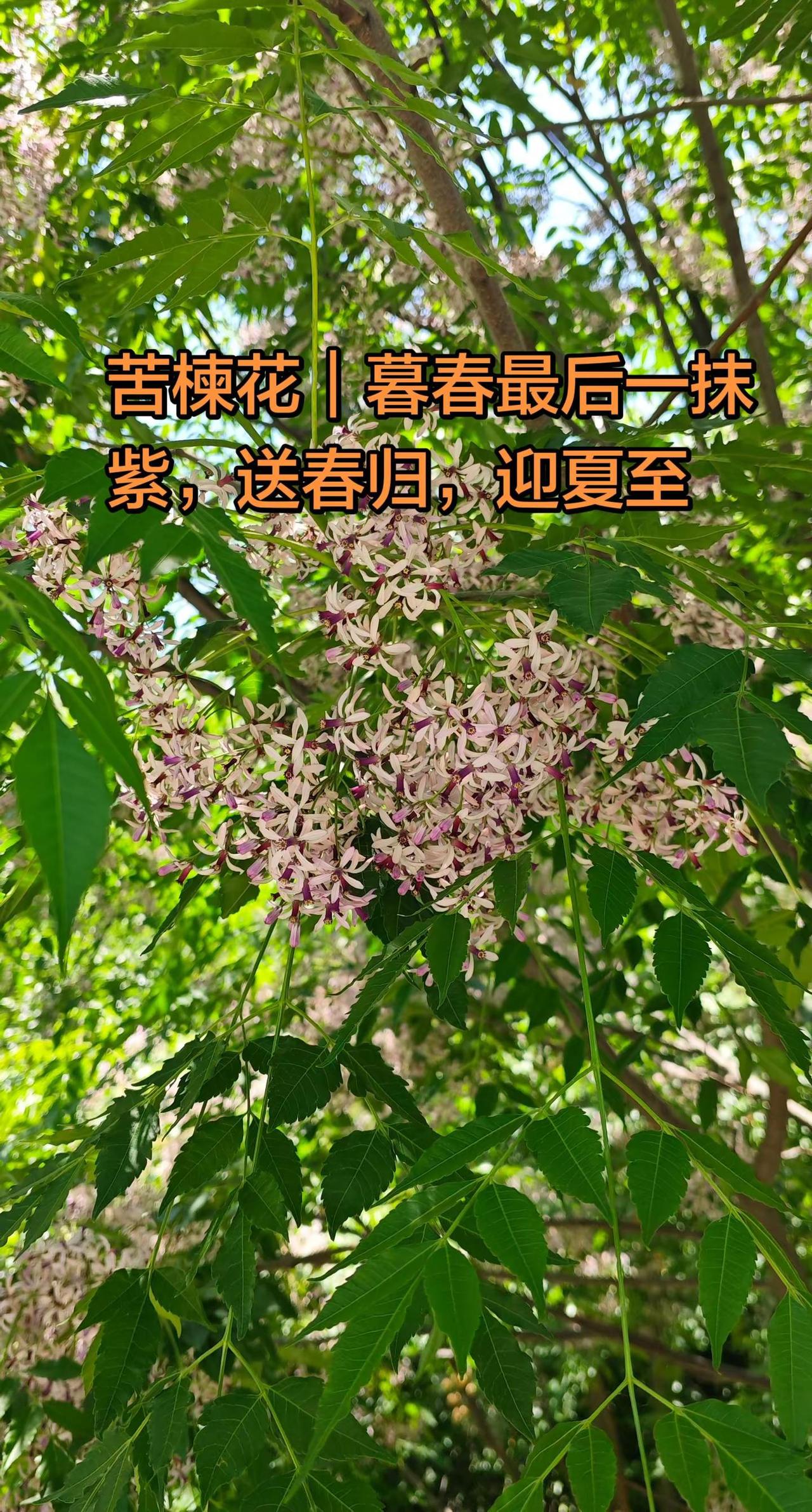 苦楝花｜暮春最后一抹紫，送春归，迎夏至。农村生活随手拍 创作者中心 创作灵感 苦