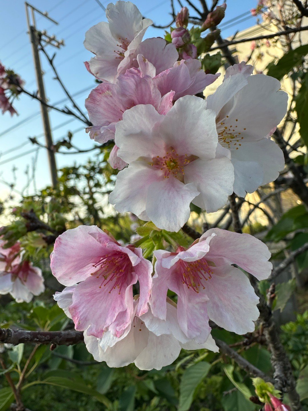 早安早安 要向前、向前、再向前，只有在不懈的挑战中才有生命的跃动和人生的胜利。 