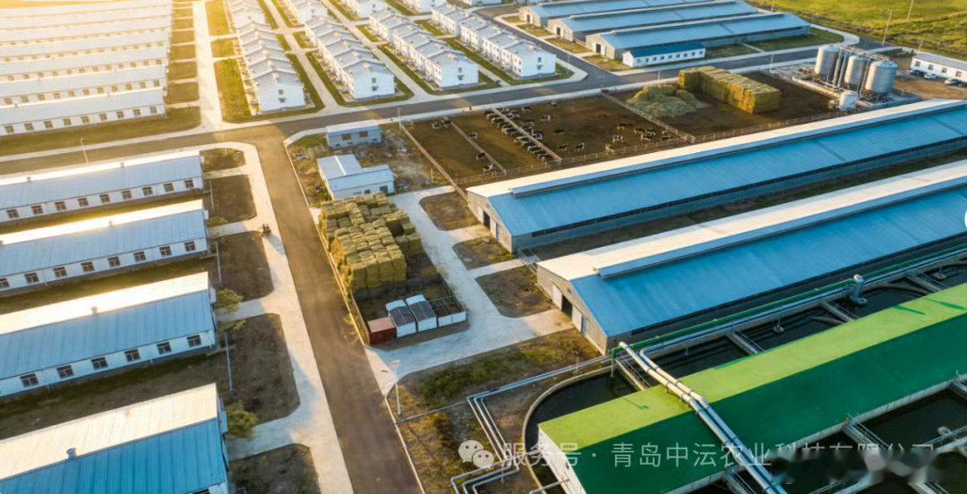 不深挖根本不知道青岛农业有多硬核，两条千亿产业链串联育种、养殖、精深加工全环节，