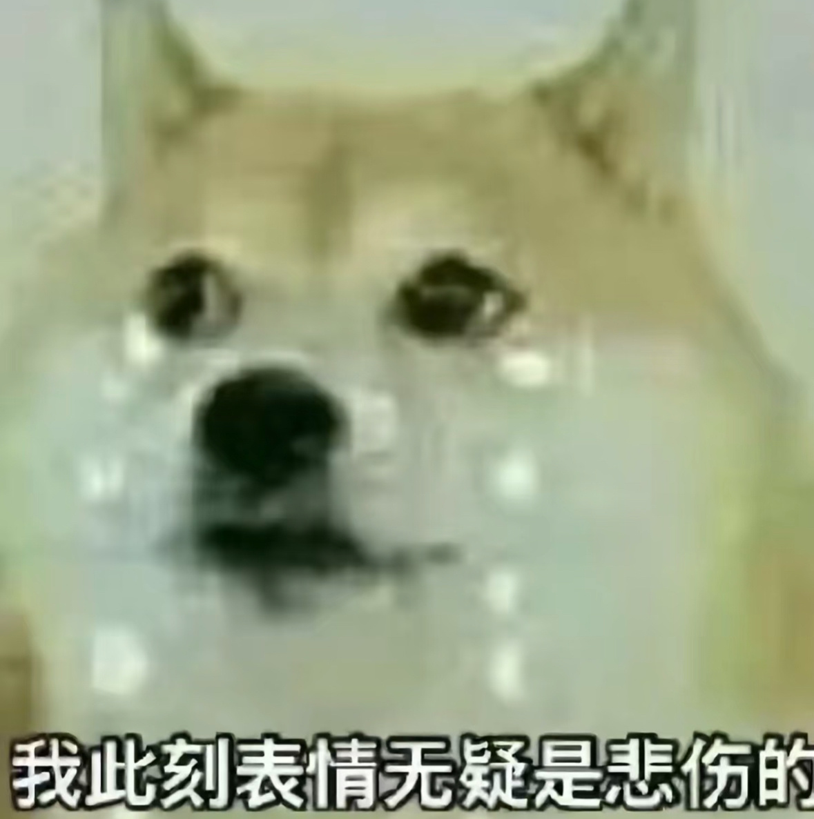 分享图片 