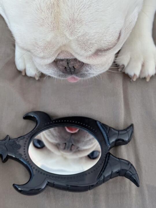 魔镜魔镜～谁是世界上最可爱的小狗😉