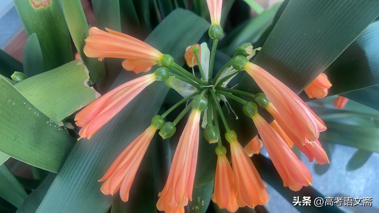 晒图笔记大赛惊艳的橙红色花朵，生机勃勃的自然之美！🌸🌺