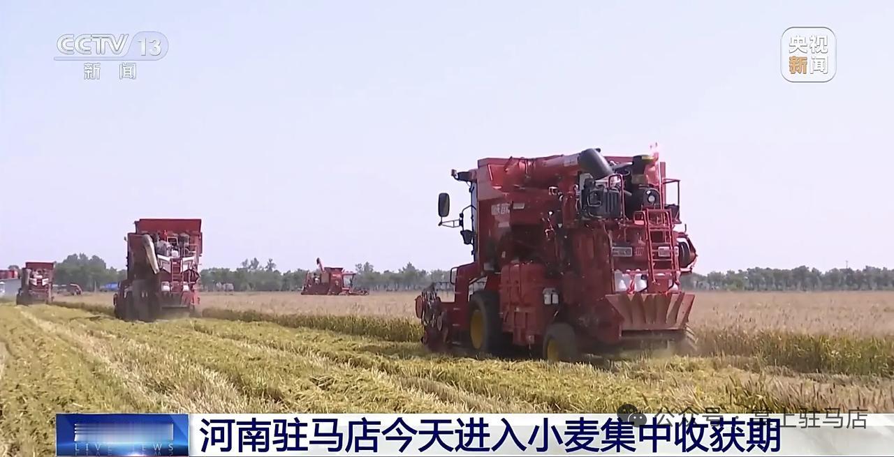 记录我的2026今年的麦子已经割完了，不过据孩子的姥姥说，今年的麦子生芽的很多，