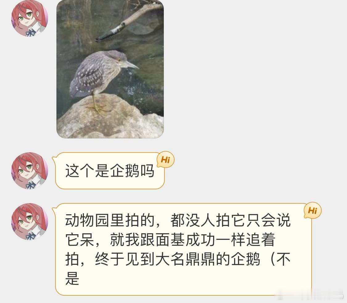 还没成年的夜鹭眼神不太聪明的样子！ ​​​