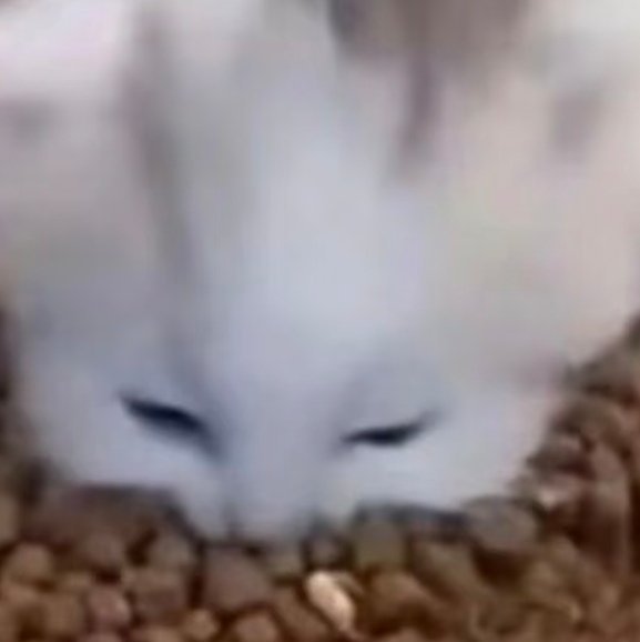 【4762】我就是这样一只小猫咪，看起来人畜无害，但其实是猫面猪，你敢惹我我就吃