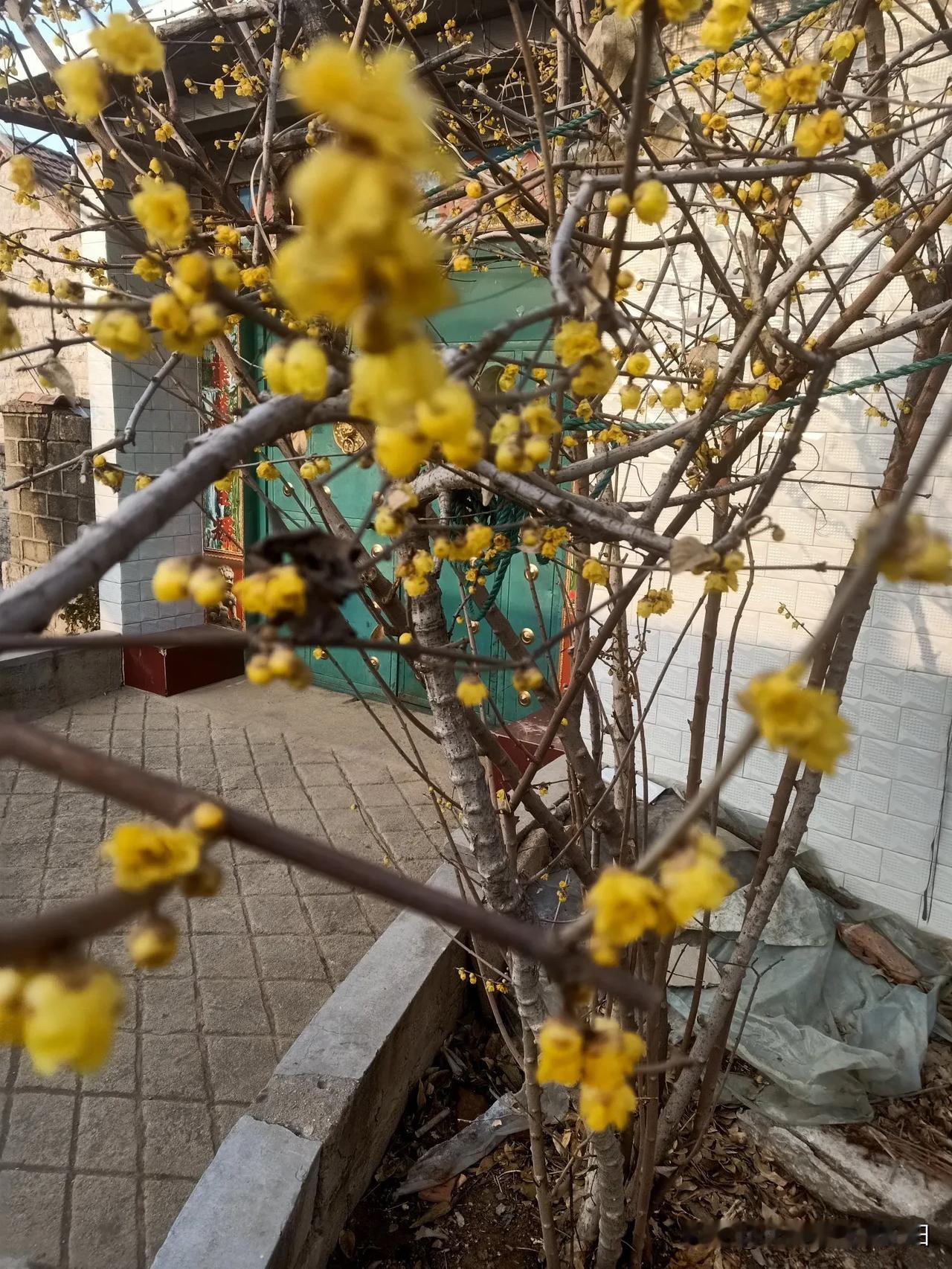 记录我的2026腊梅花开，喜迎新春，这春暖花开还会远吗？