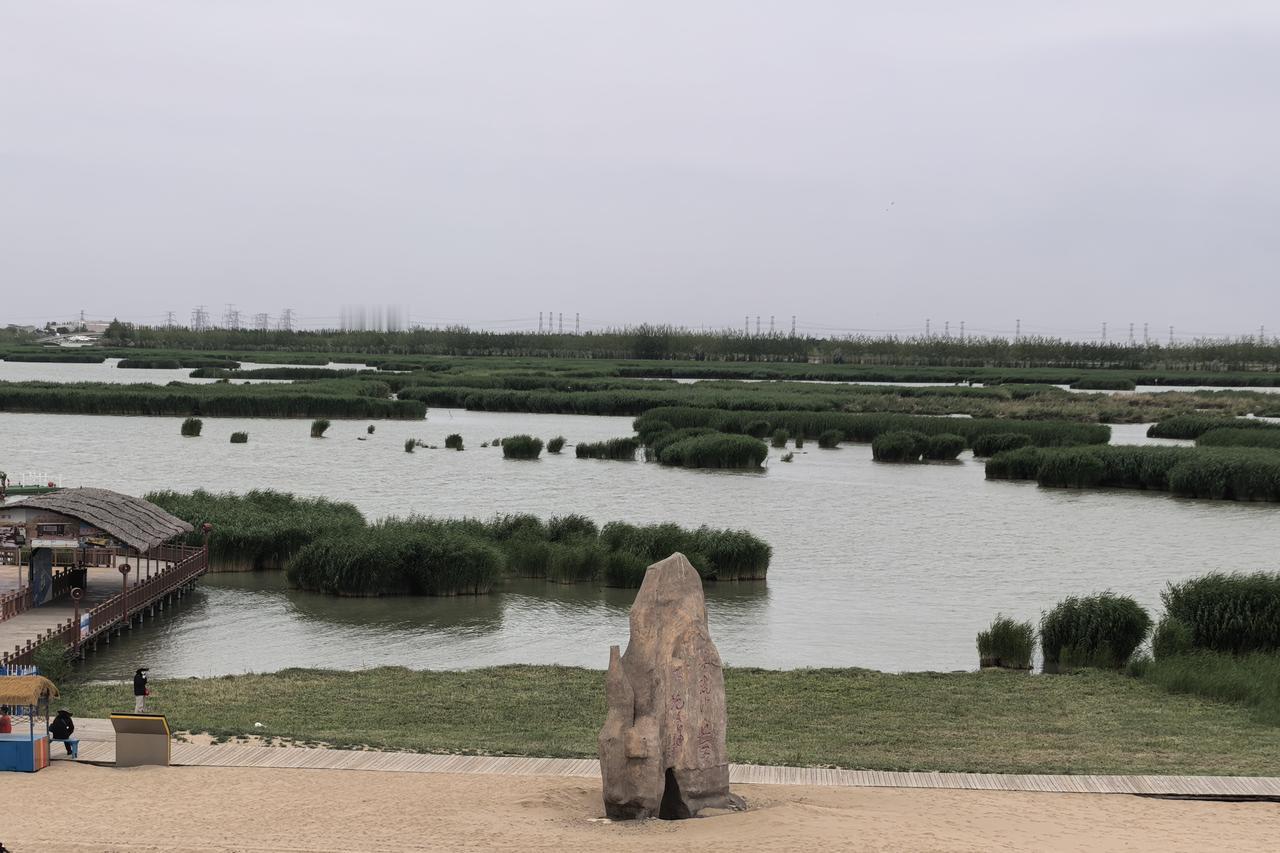 在沙湖，读懂沙漠与湿地的浪漫｜一半是大漠孤烟的苍凉，一半是芦苇荡里的温柔。骆驼的