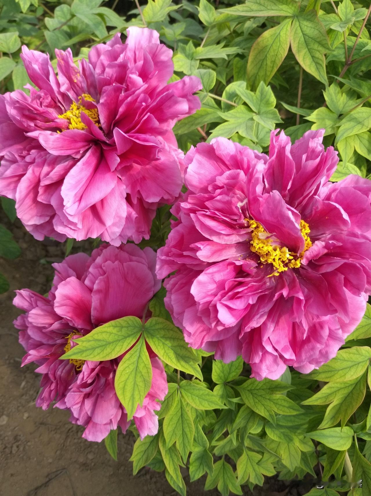 愿我们新的一年，平安喜乐，
万事胜意，所盼皆如愿。