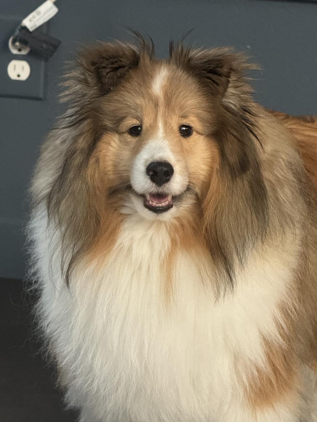 好可爱好可爱