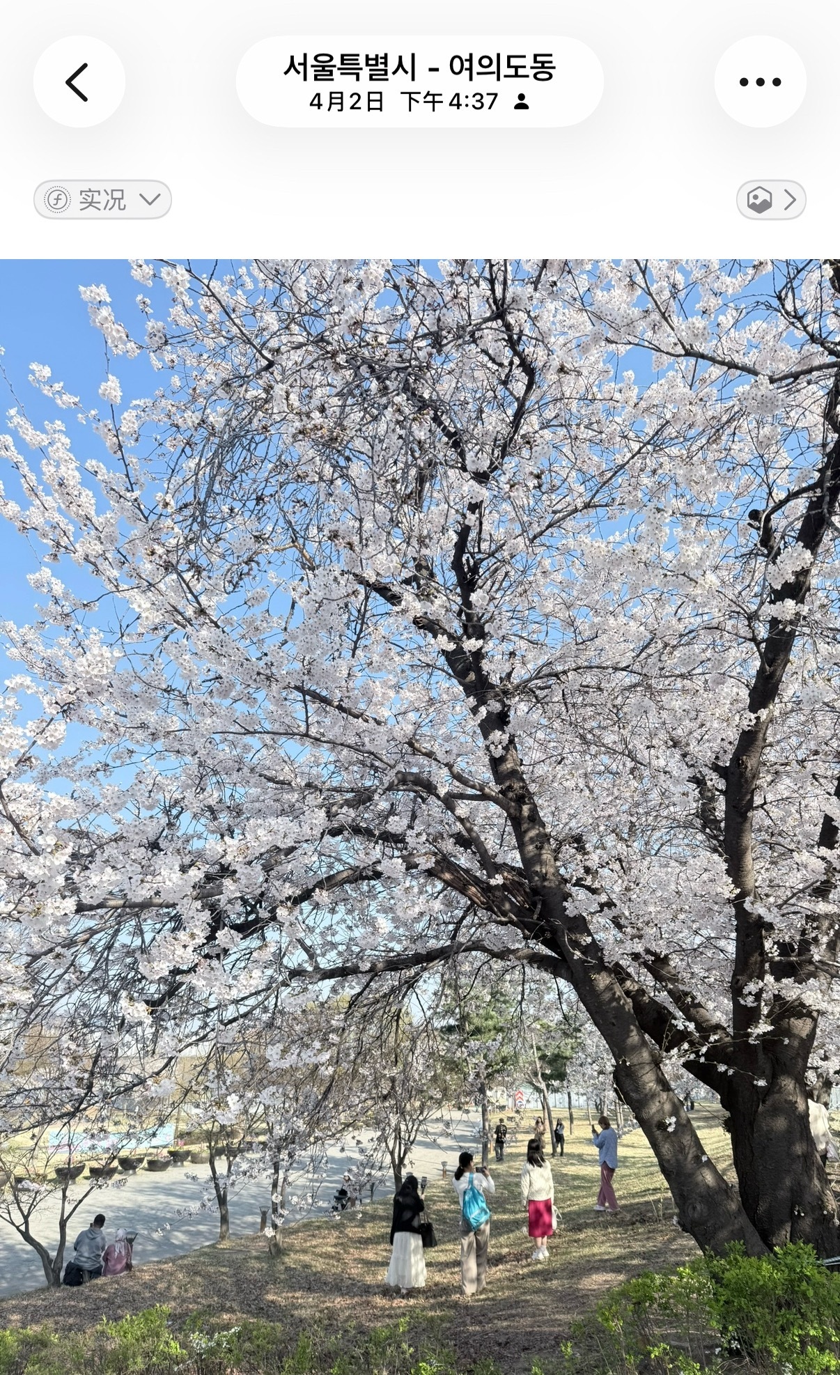 跟金泰亨同一天去看樱花了（还是得去汝矣岛啊 