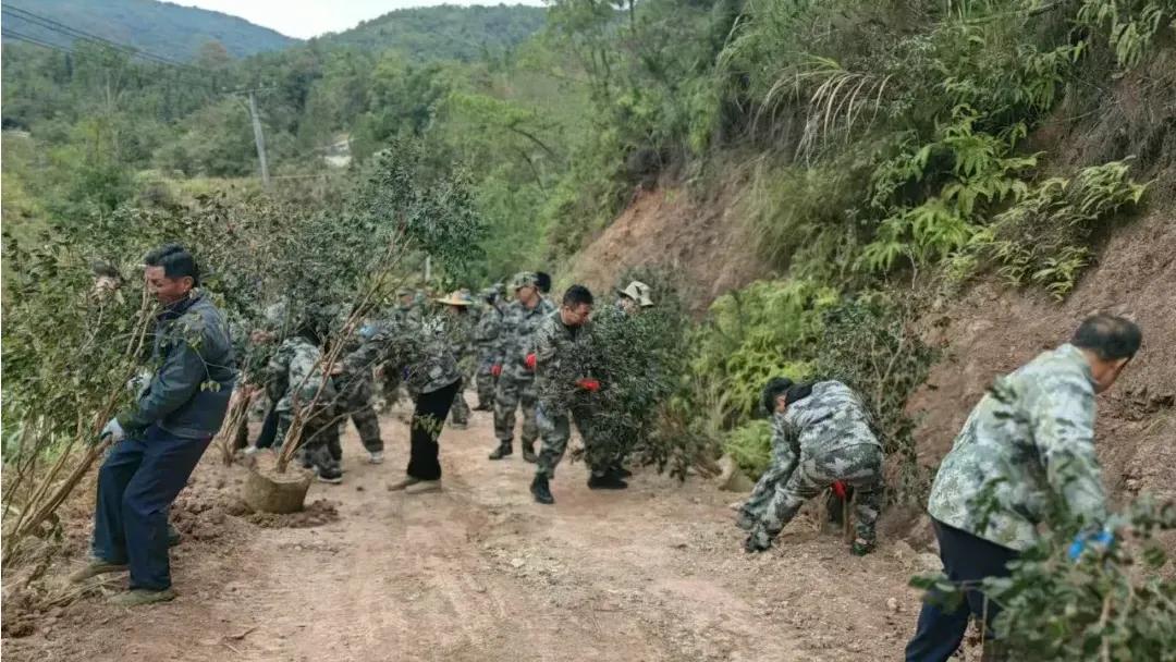梅县这个镇出动100余人次，清除抢栽抢种苗木近1000株

12月12日上午，白