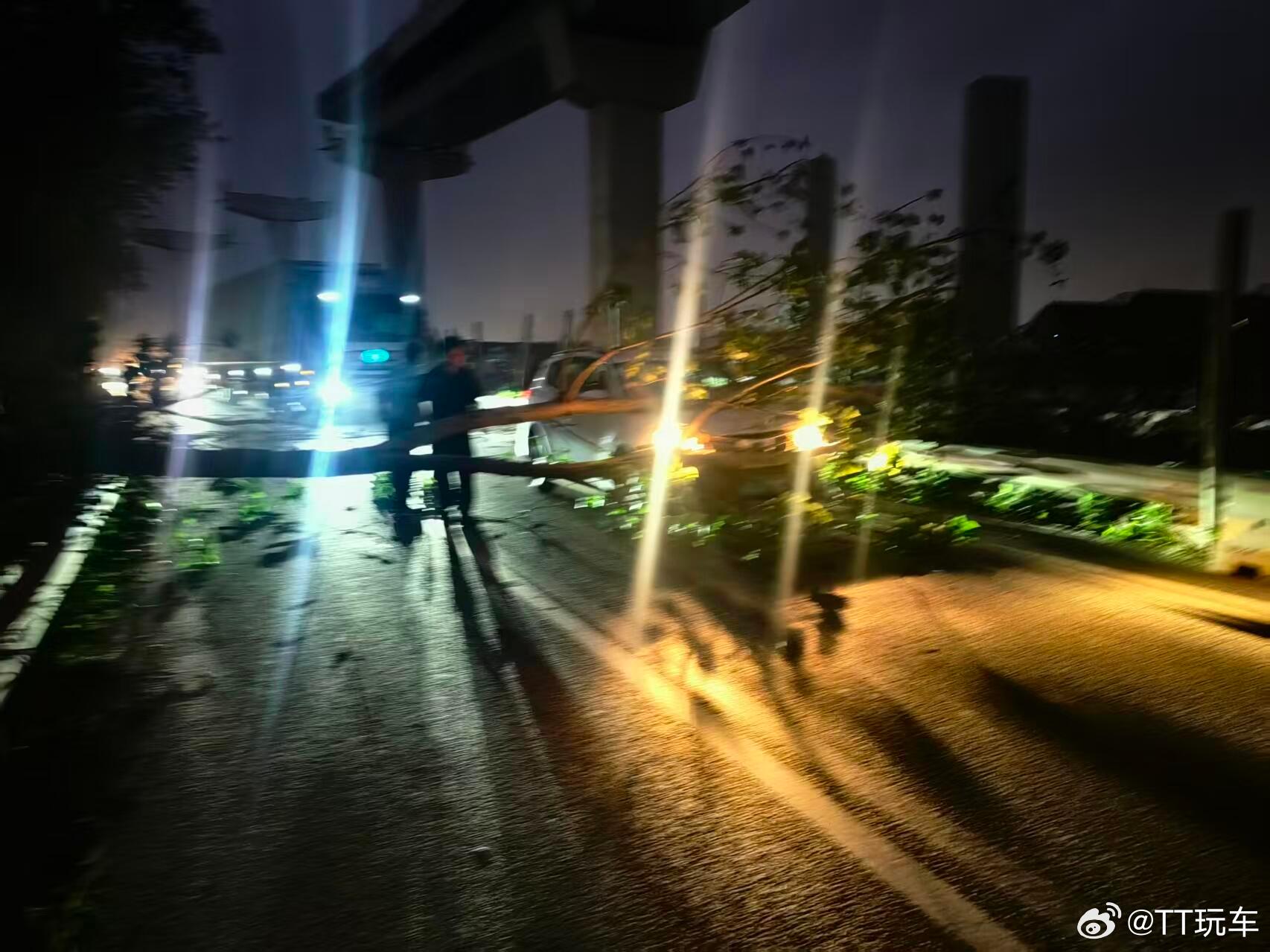 上海台风 树倒了砸到车了，可惜不是我的