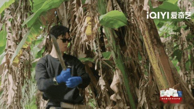 王一珩神农尝百草尝香蕉树直接破功，赵小童尝试香蕉花芯被涩出表情包，十个勤天墨脱种