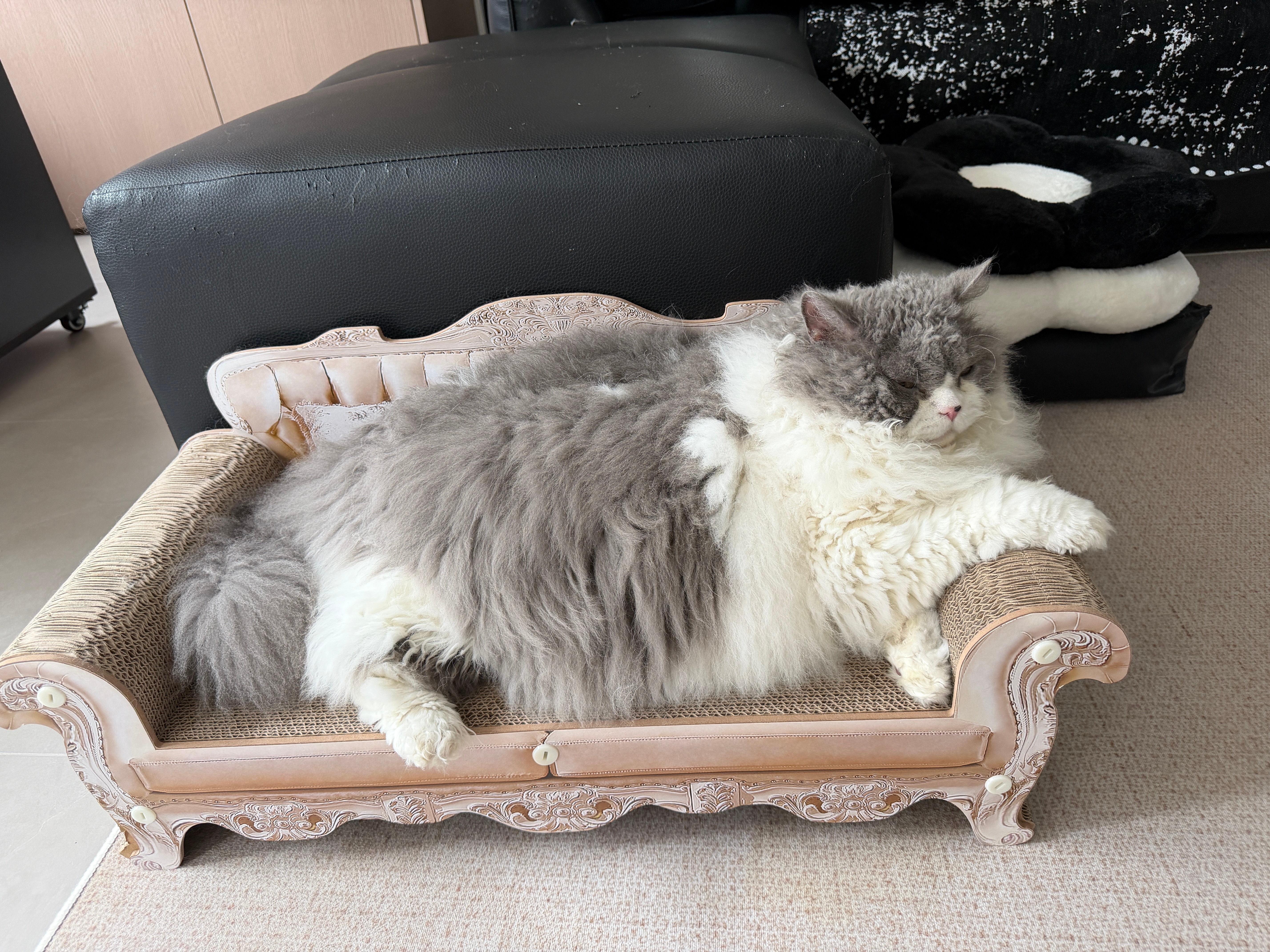 给我家主子整了个新沙发 他还是挺满意的