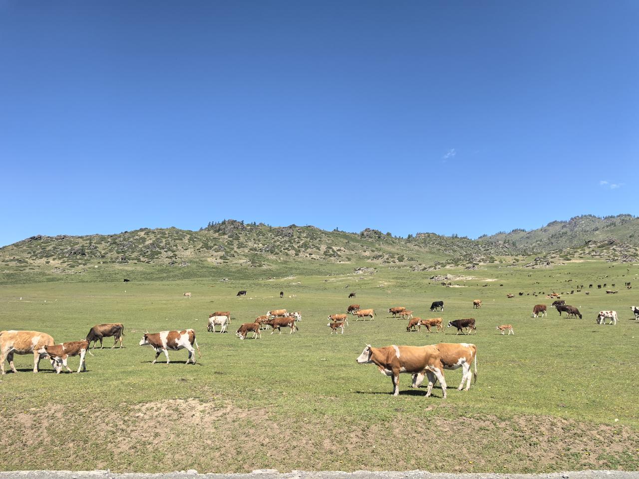 你知道我在伊黎河谷看到那些高山牧场是什么感悟吗？我觉得，那些在草场悠闲逛荡的战马